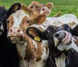 Meet your Posher, Amillia